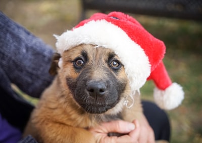 戴圣诞帽的棕色短毛小狗
